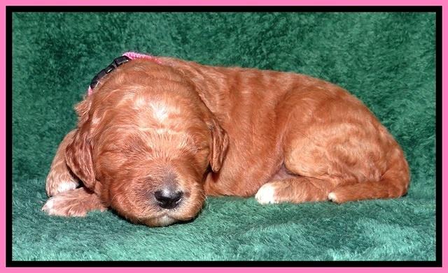 BT pups 2 wks old 661