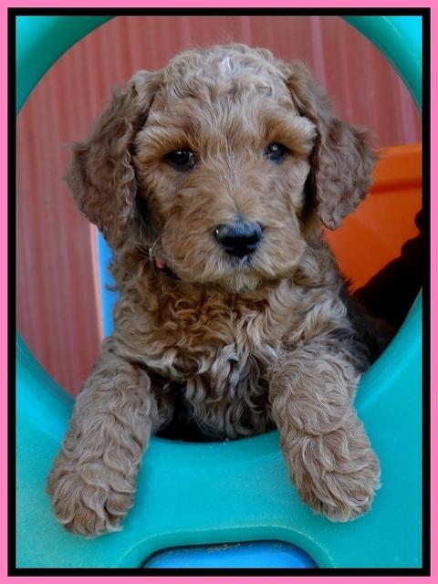 BT pups 6 wks old 231