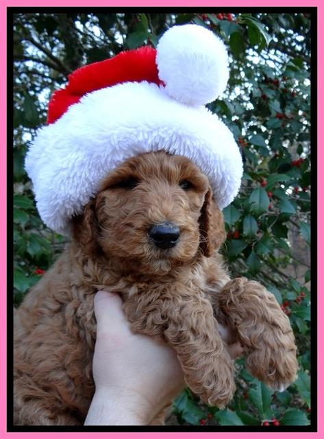 BT pups 7 weeks old 26100