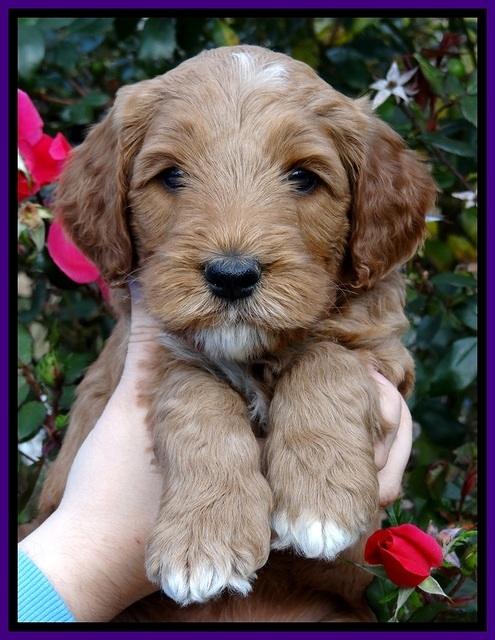 BT 5 wks old 181