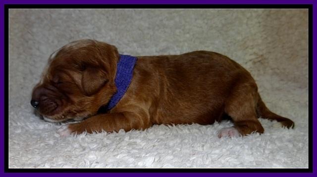 BT pups 1 wk old 881