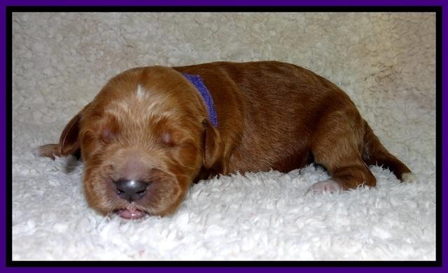 BT pups 1 wk old 891