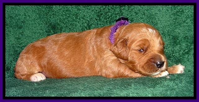 BT pups 2 wks old 1201