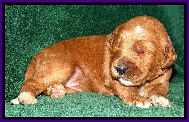 BT pups 2 wks old 1321