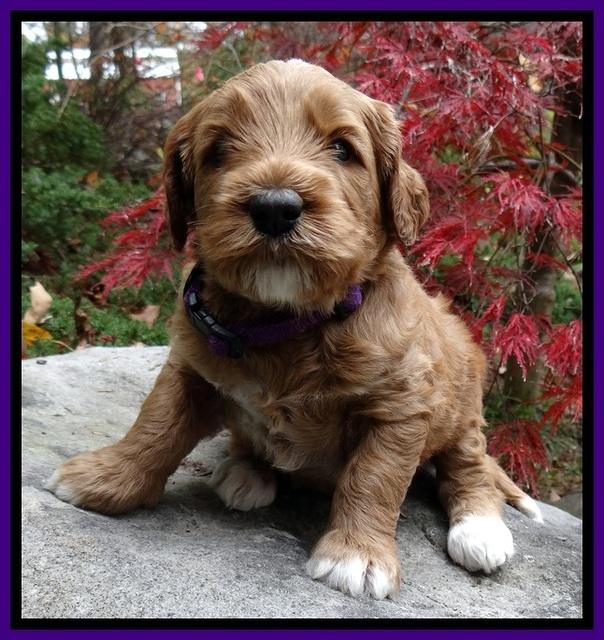 BT pups 4 wks old 221