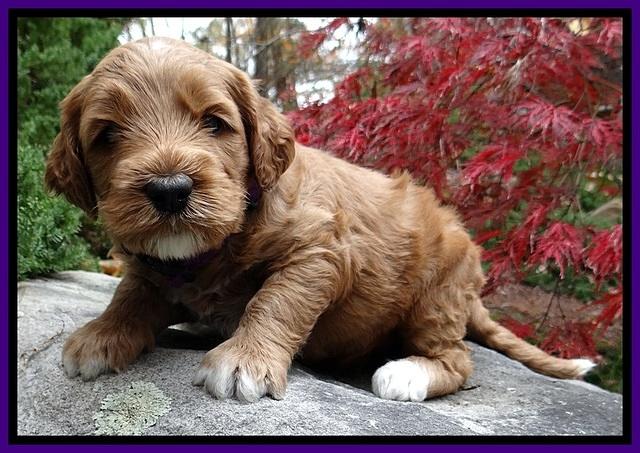 BT pups 4 wks old 231