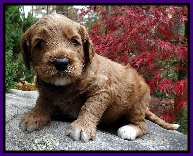 BT pups 4 wks old 241