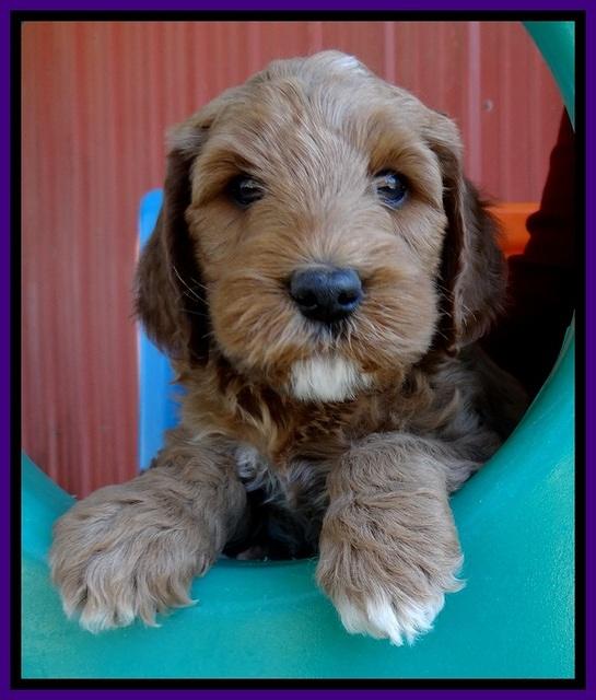 BT pups 6 wks old 121