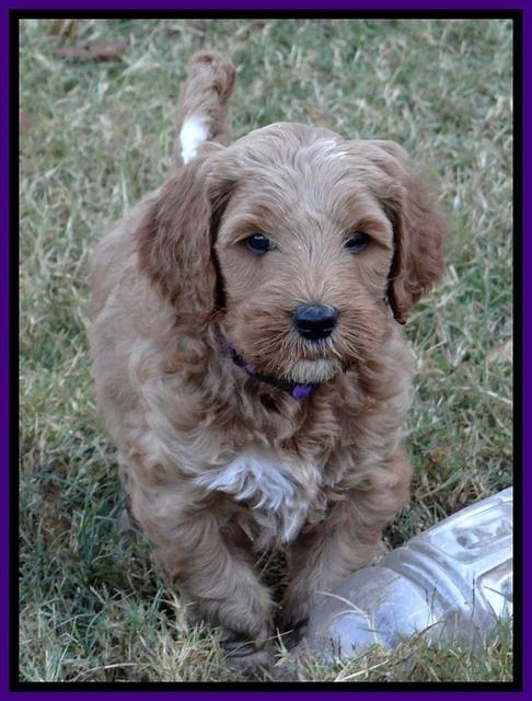 BT pups 6 wks old 13300