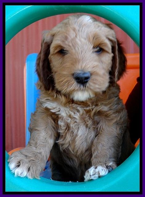 BT pups 6 wks old 141