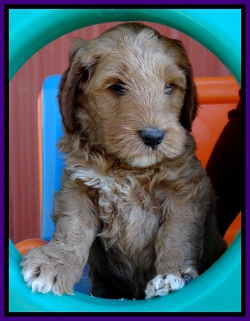BT pups 6 wks old 151