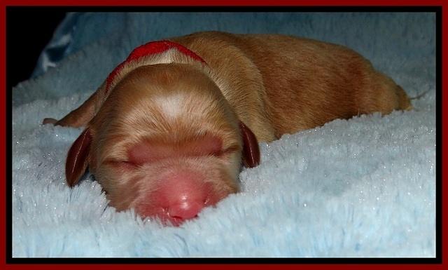 BT 2 days old 71
