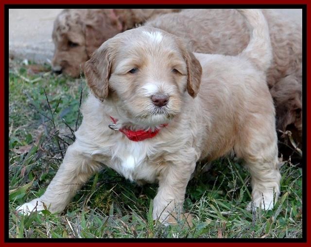 BT 4.5 weeks old 111