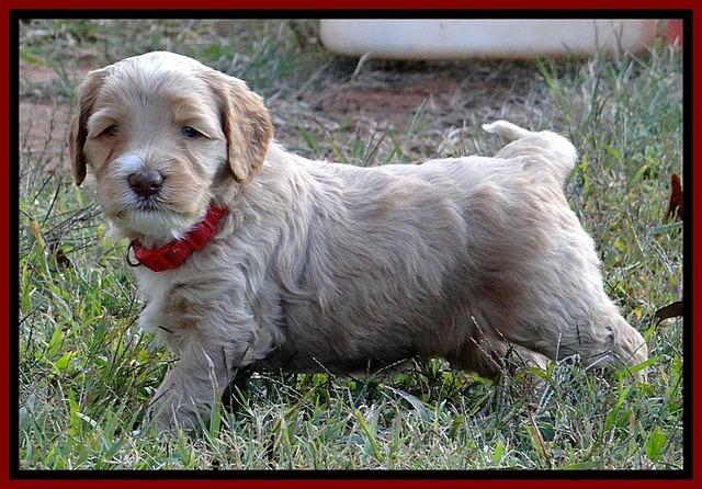 BT 4.5 weeks old 121