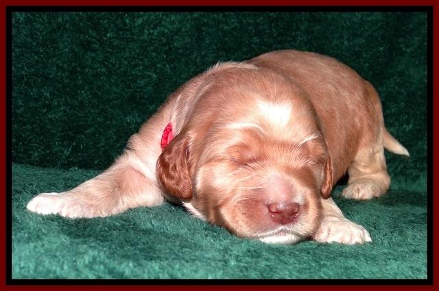 BT pups 2 wks old 151
