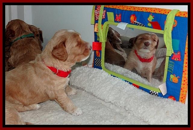 BT pups 3.2 wks old 111