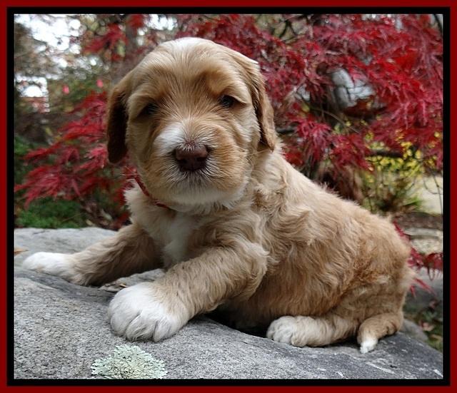 BT pups 4 wks old 101