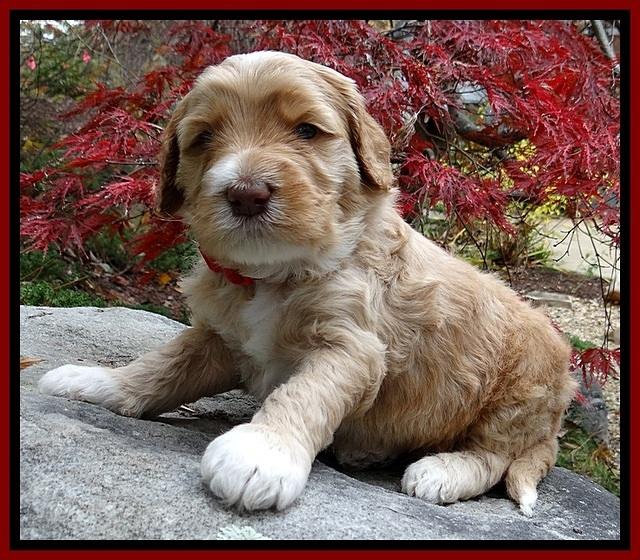 BT pups 4 wks old 91