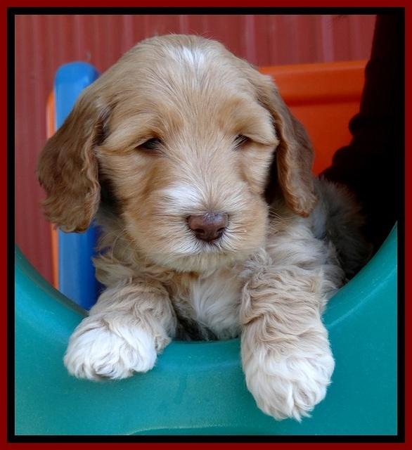 BT pups 6 wks old 201