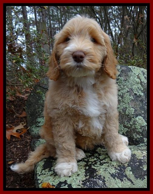 BT pups 8 wks old 1500