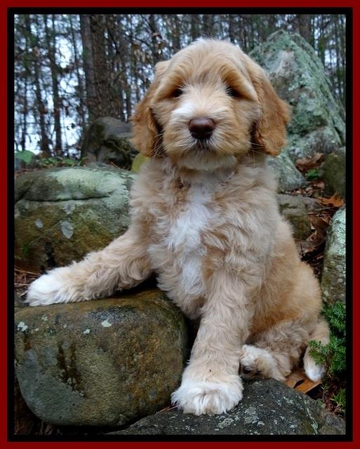 BT pups 8 wks old 3500