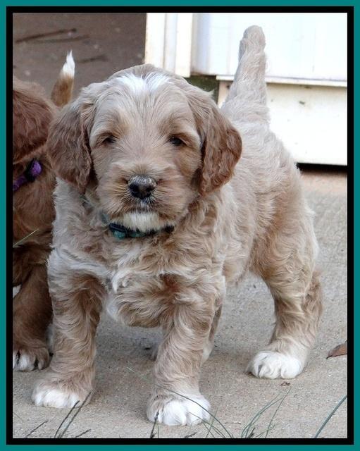 BT 4.5 weeks old 51