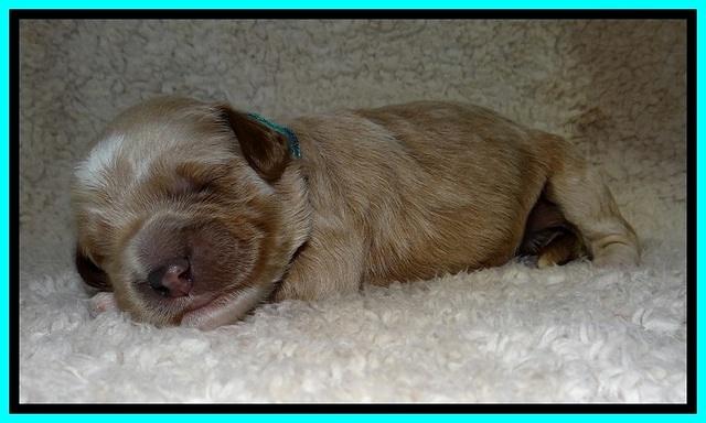 BT pups 1 wk old 901
