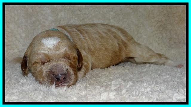 BT pups 1 wk old 961