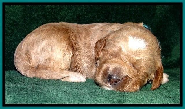 BT pups 2 wks old 951