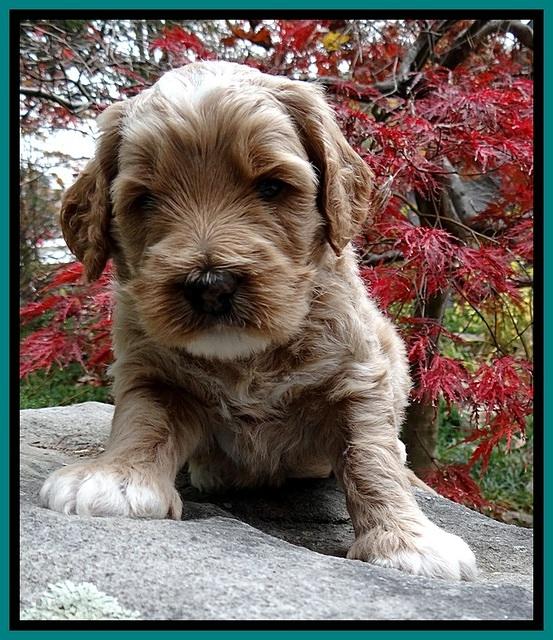 BT pups 4 wks old 411