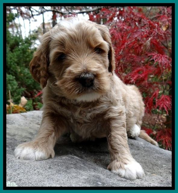 BT pups 4 wks old 441