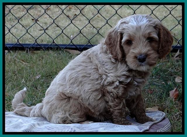 BT pups 6 wks old 04300