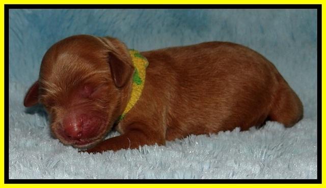 BT 2 days old 321