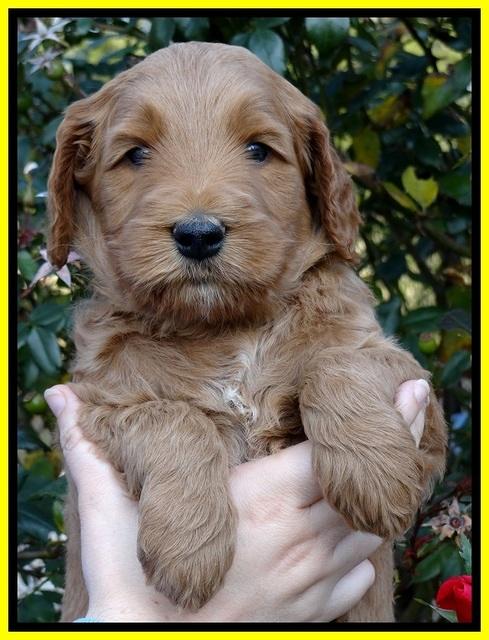 BT 5 wks old 241