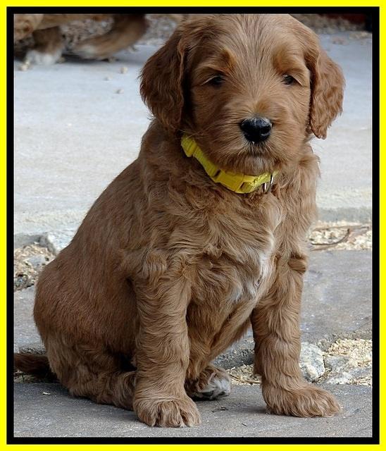 BT 5 wks old 251