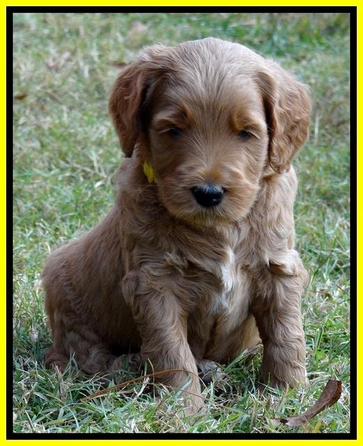 BT 5 wks old 261