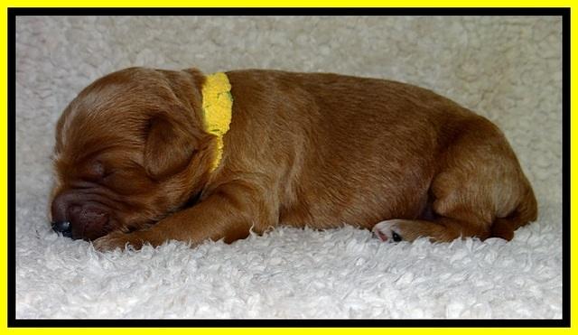BT pups 1 wk old 621