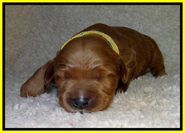 BT pups 1 wk old 651