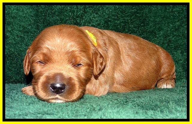 BT pups 2 wks old 881