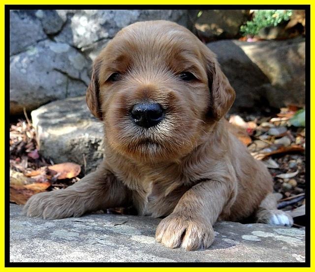 BT pups 3 wks old 211