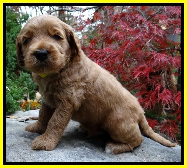 BT pups 4 wks old 301