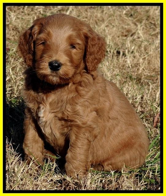 BT pups 6 wks old 12300