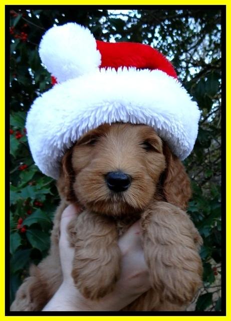 BT pups 7 weeks old 16100