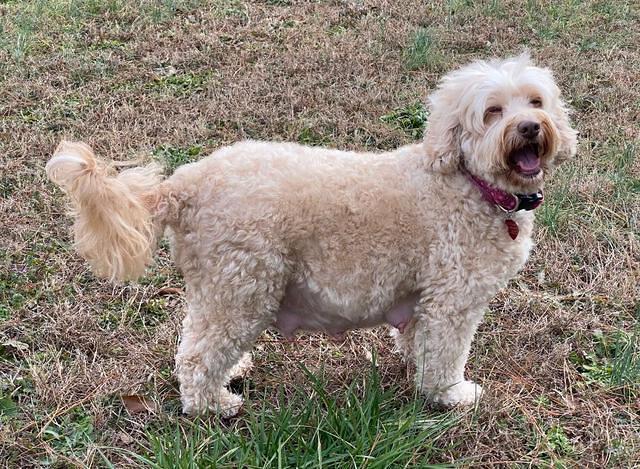 Callie Texas preg 2 2