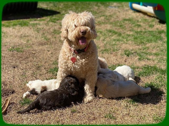 Callie Texas 5 wks old 11