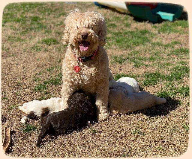 Callie Texas 5 wks old 21