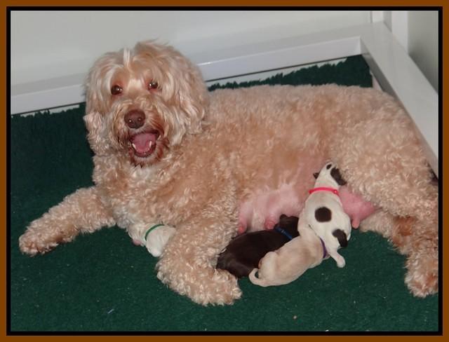 Callie Texas Newborn 6