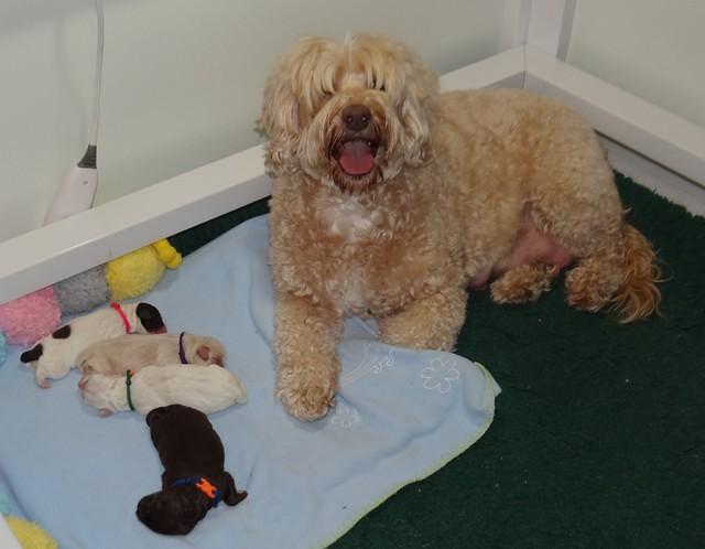 Callie Texas Newborn 7