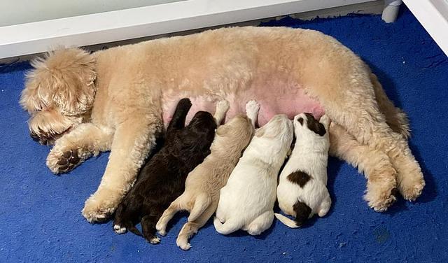 Callie Texas pups 2 wks old 101