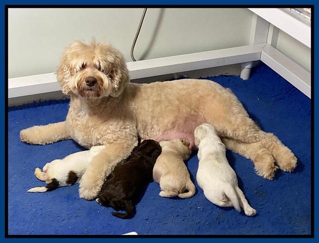Callie Texas pups 2 wks old w mom 2
